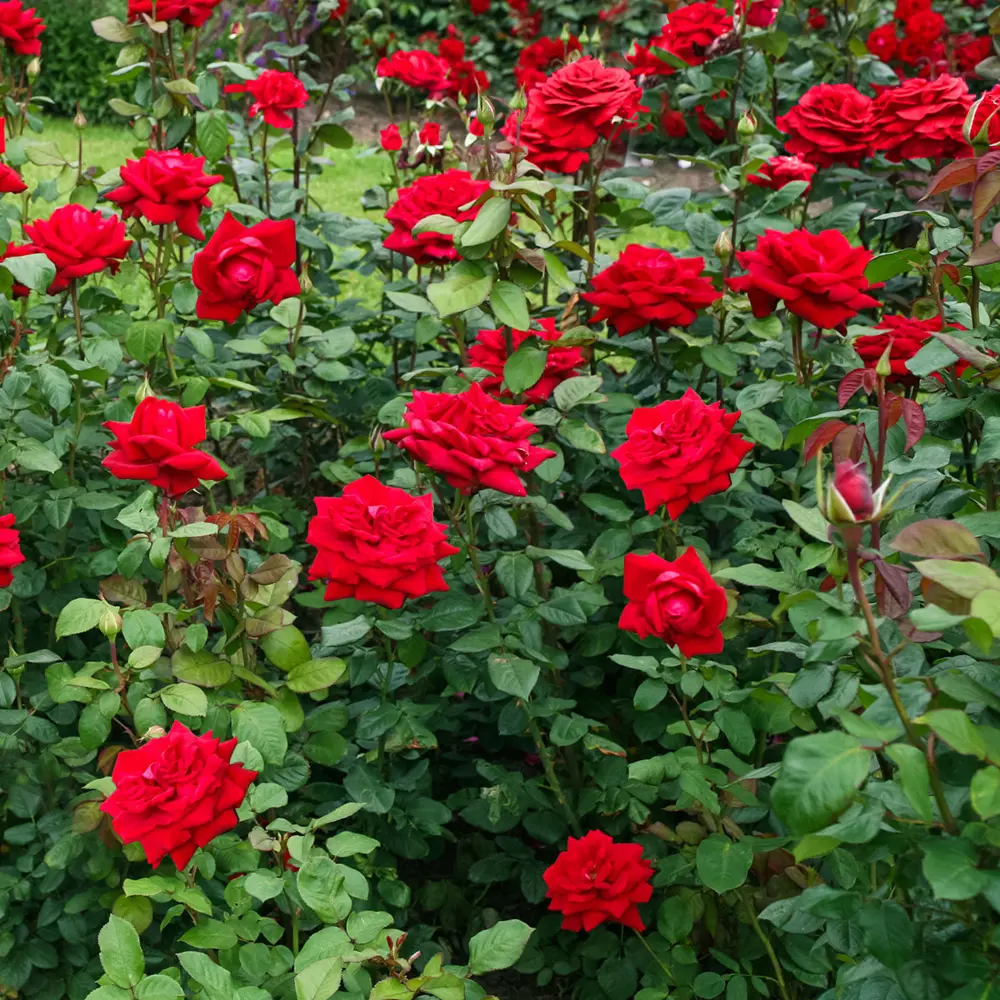 Роза чайно-гибридная Бургунд ø18 h40 см 89365240 STLM-2030349 PLANTMARKET 