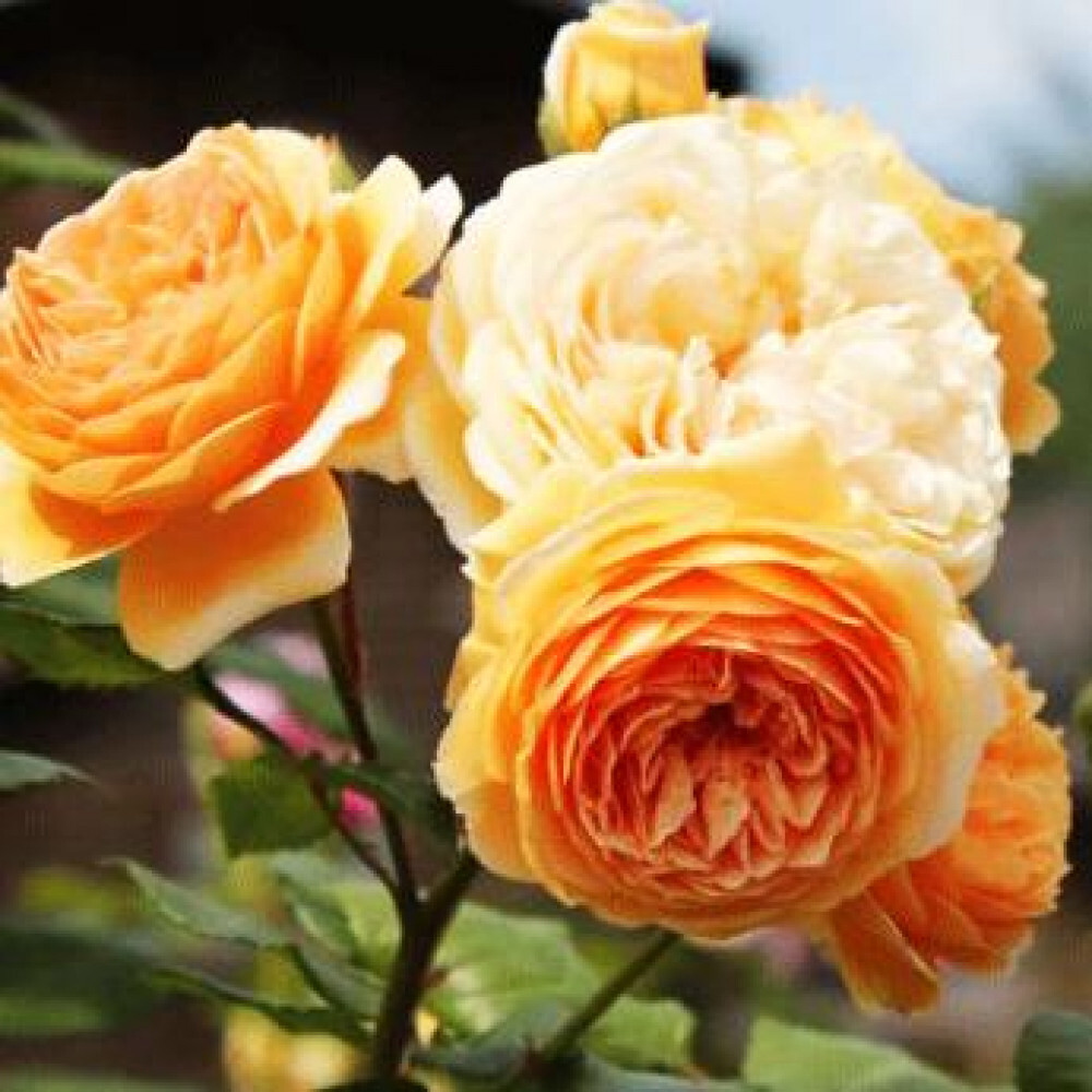 Английская роза Беатрис - саженец с желтыми цветами 87690898