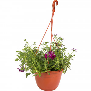 82650001 Вербена в кашпо 21 см