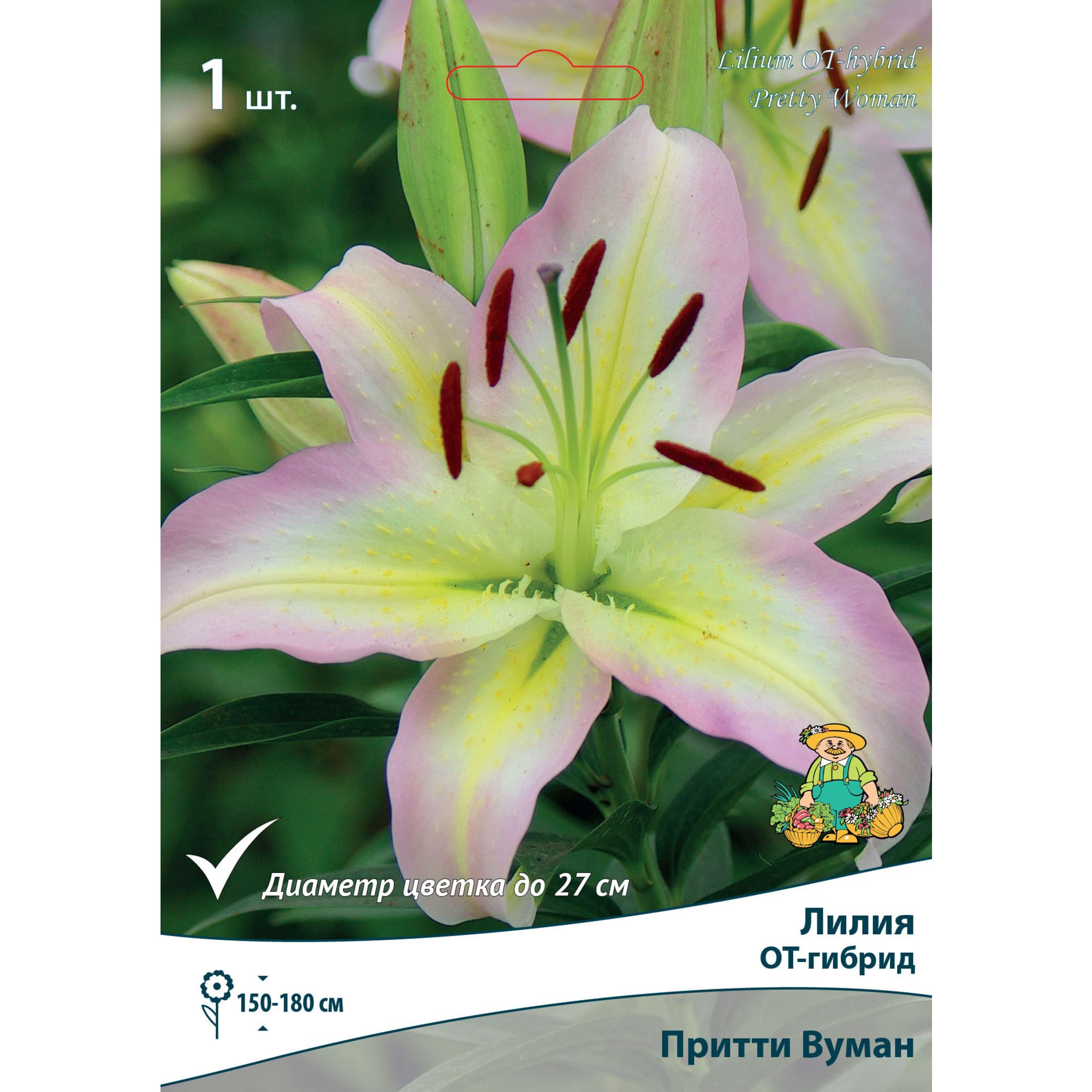83597465 Лилия ОТ-гибрид Притти Вуман луковица 14/16 Santreyd 