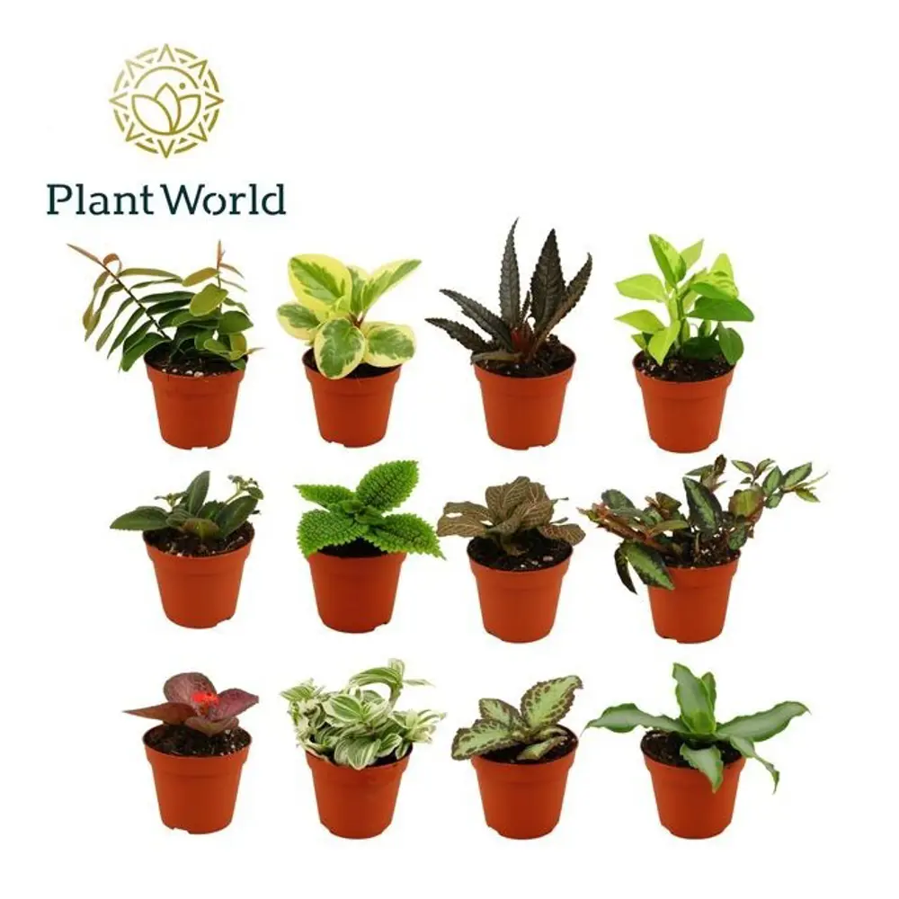 Зеленый микс Santreyd ø7 h25 см - готовое решение для озеленения 89401011 STLM-1526674