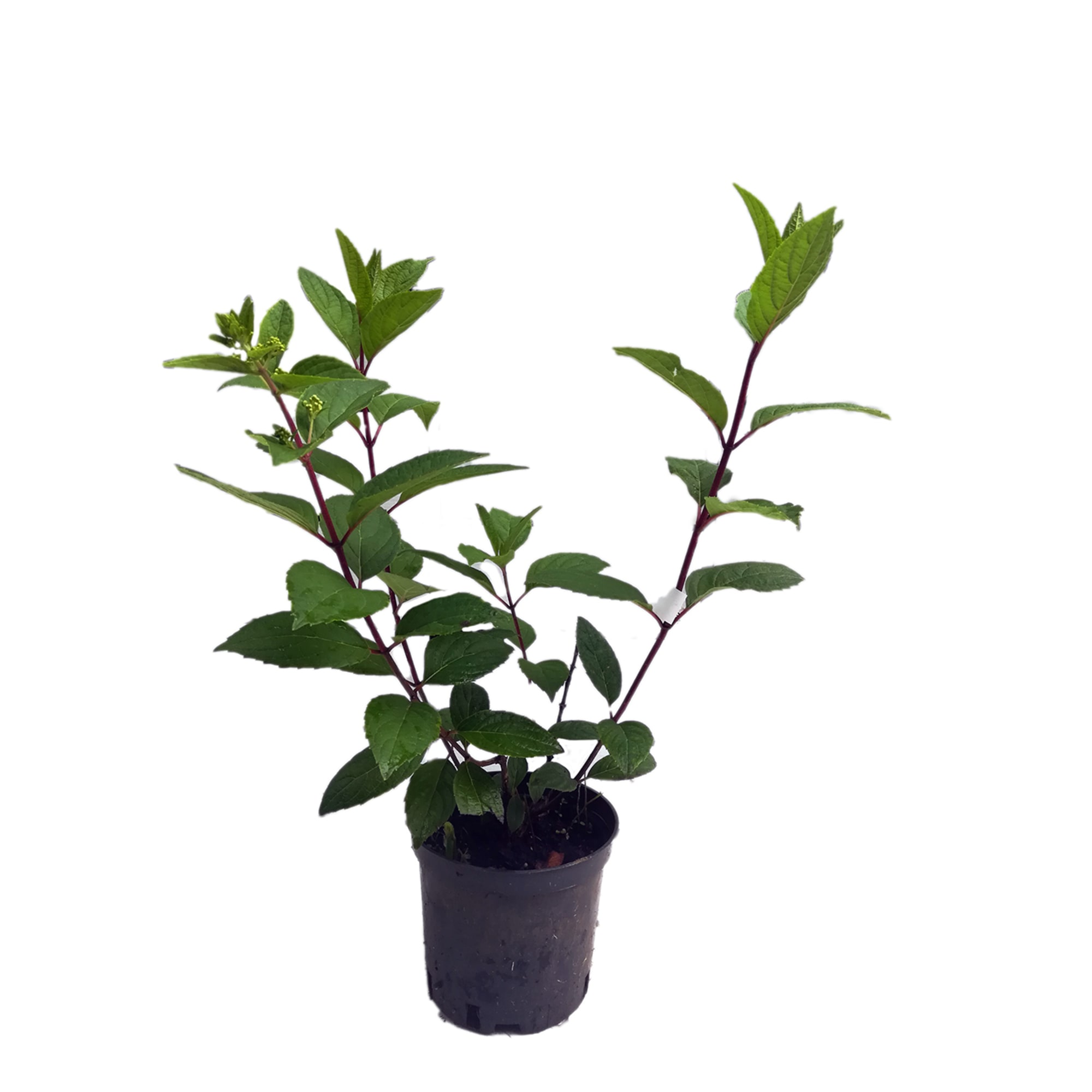 85922080 Гортензия метельчатая Little Blossom ø15 h35 см Santreyd 