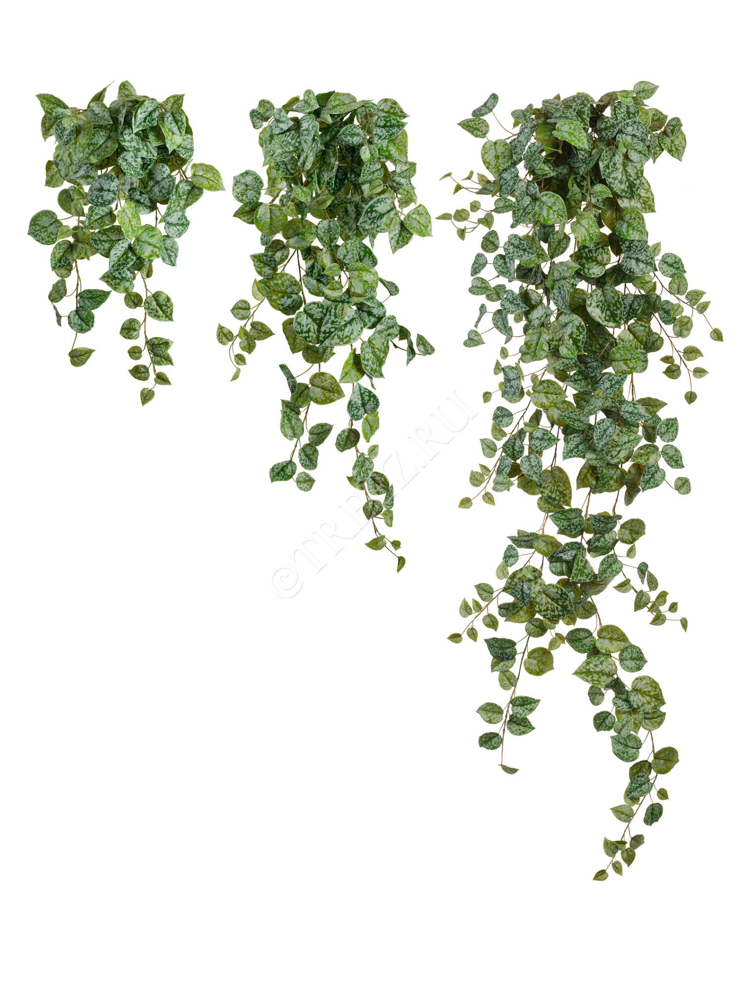 20.05190263GG-M Сциндапсус Пиктус серебристо-зелёный Цветочная коллекция 