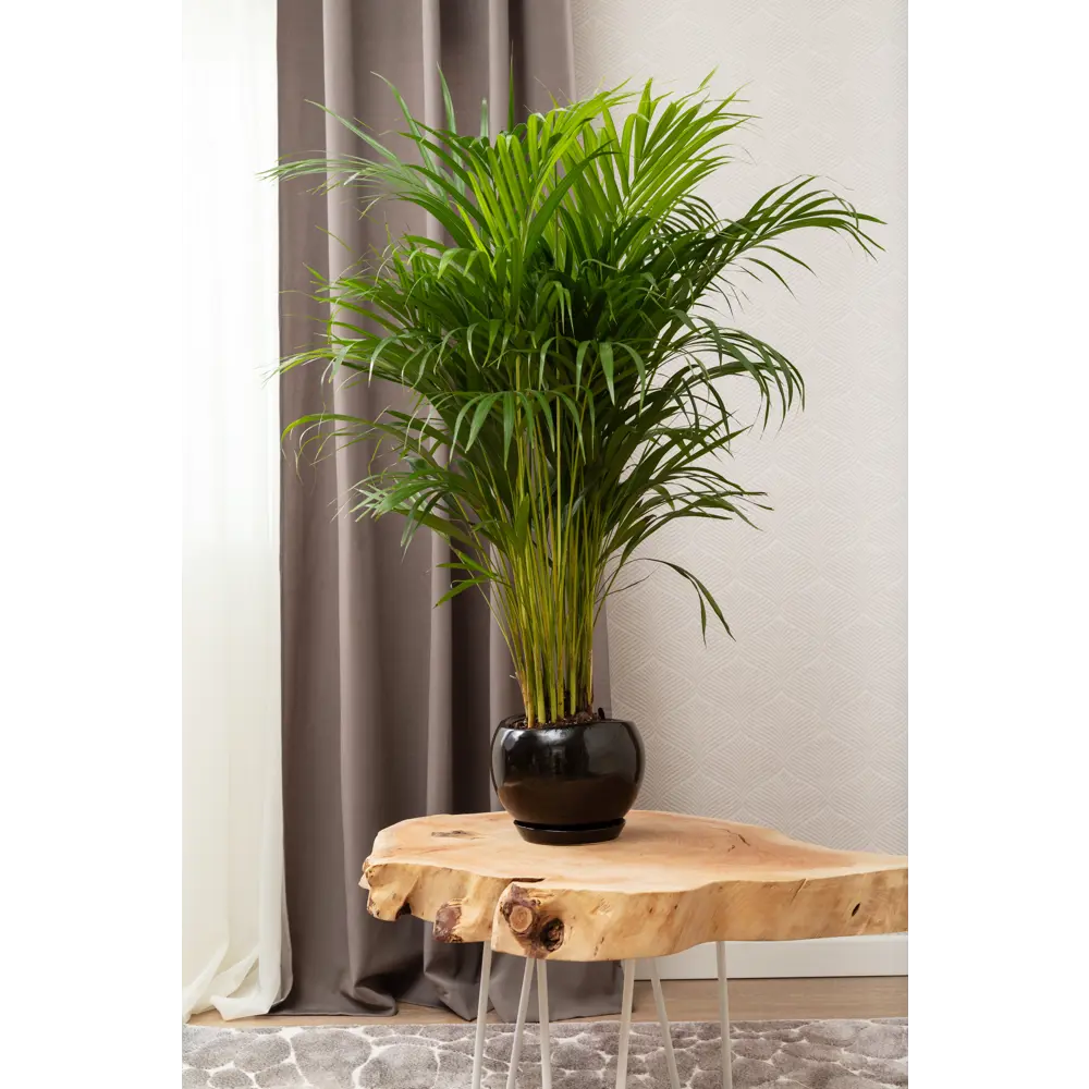 Керамический горшок Santreyd «Адель» для комнатных растений 81932594 STLM-0014181 - Вид №4