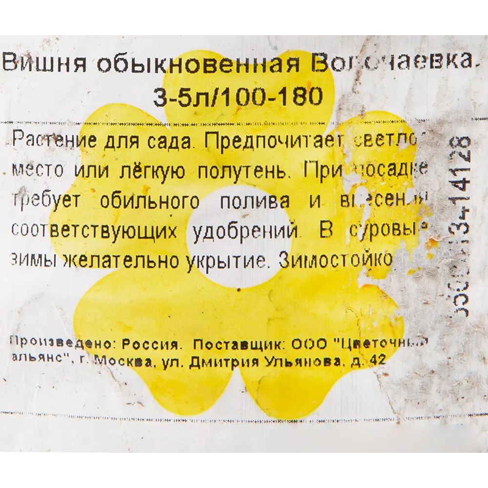 Вишня «Волочаевка» 3-5 л высота 100 см 82601754 STLM-2063797 Santreyd  - Вид №1