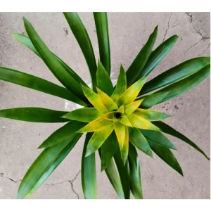 Гузмания Хильда ø13 h60 см