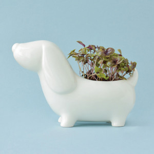 ECS-3-05 Набор для выращивания eco собачка Экочеловеки