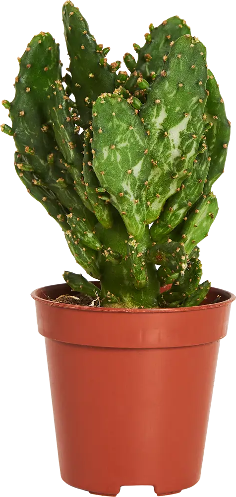 Santreyd Опунция Ямайская — кактус для современного интерьера 83675891