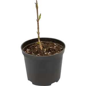 PLANTMARKET Сирень «Красавица Москвы» - саженец с розово-белыми цветами 84828897