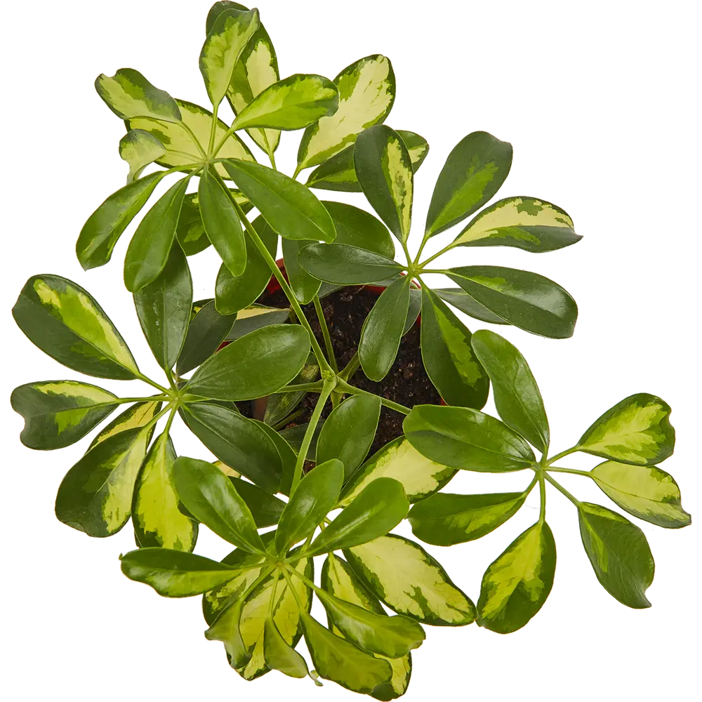 82560377 Шеффлера микс d13 h25 STLM-1390012 Santreyd  - Вид №1