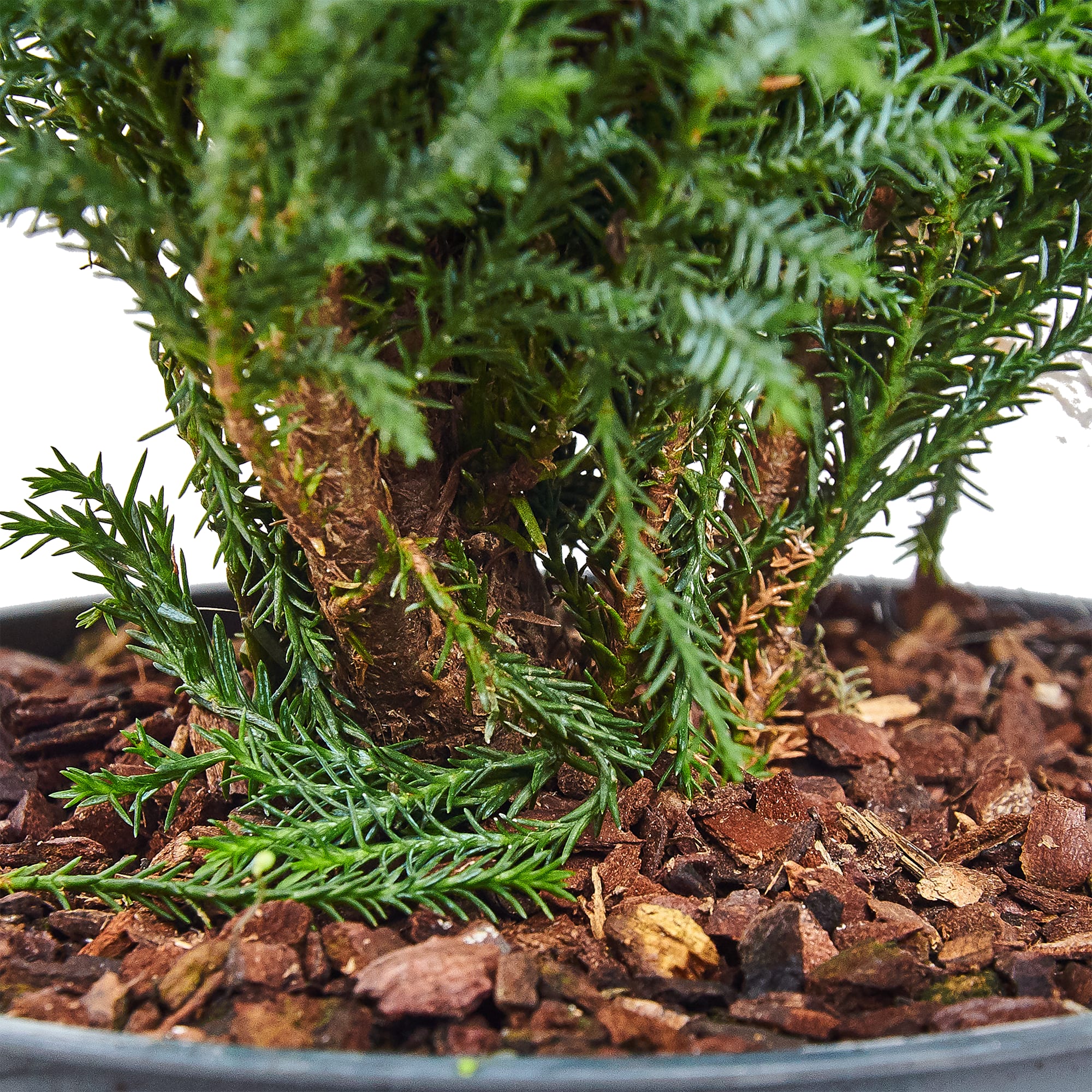 82769609 Кипарисовик в джуте с игрушкой 13x50-55 см 3 цвета Santreyd  - Вид №3