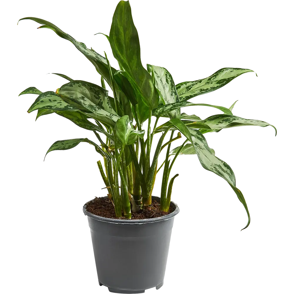 Santreyd Аглаонема микс — декоративное комнатное растение с узорчатыми листьями 85062756 STLM-0058093 - Вид №1