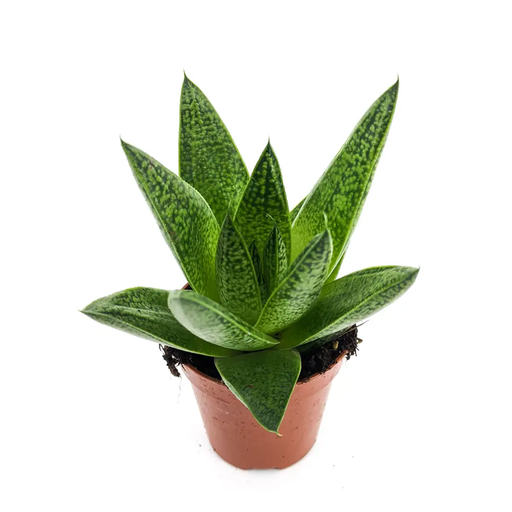 Santreyd Суккулент микс — живой декор для интерьера 83677217 STLM-0043326