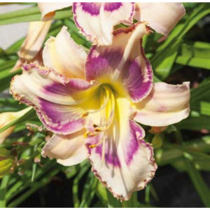 83761011 Лилейник Пепл Николь луковица 5/6