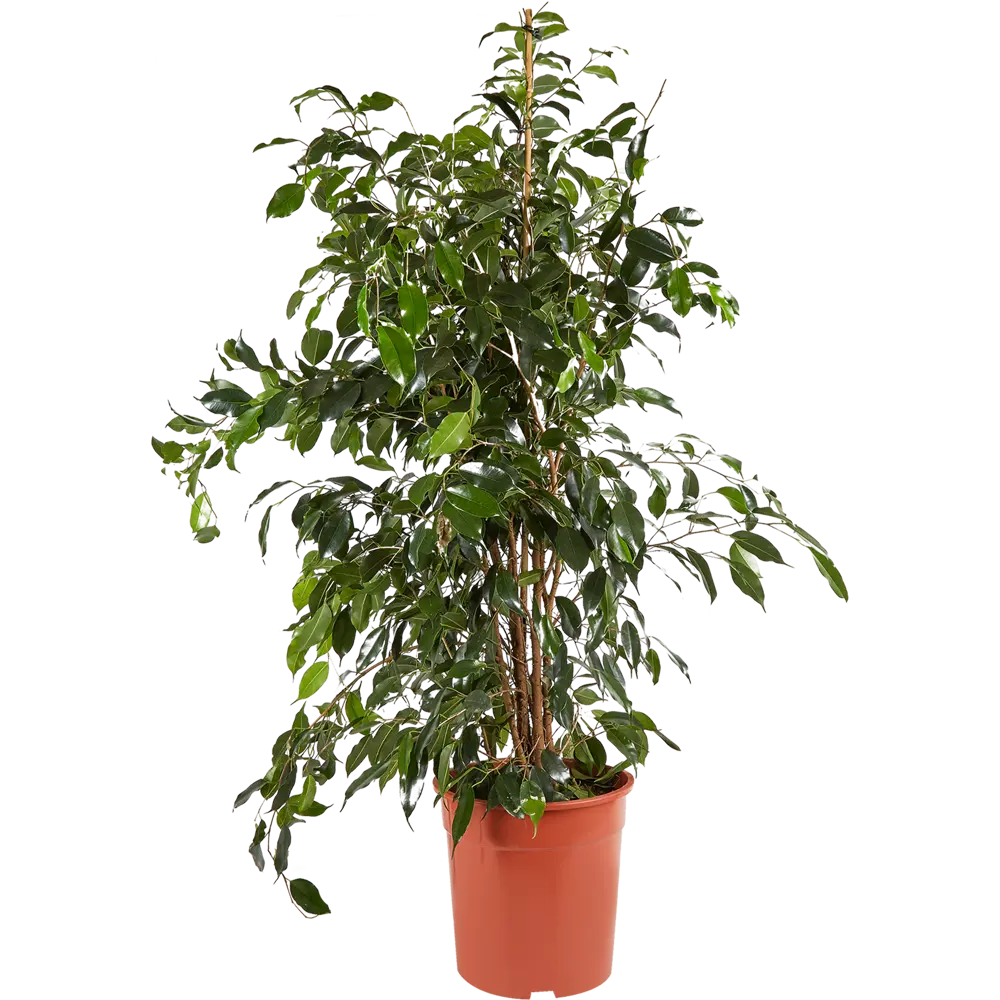 Santreyd Фикус Бенджамина Голден Кинг — пышное комнатное растение с декоративной листвой 11820979 STLM-0001500