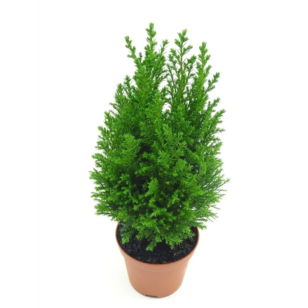 Кипарисовтк Еллвуди ø9 h30-35 см 89341222 STLM-2140181 Santreyd 