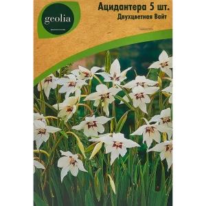 Ацидантера Geolia двухцветная Вайт 5 шт