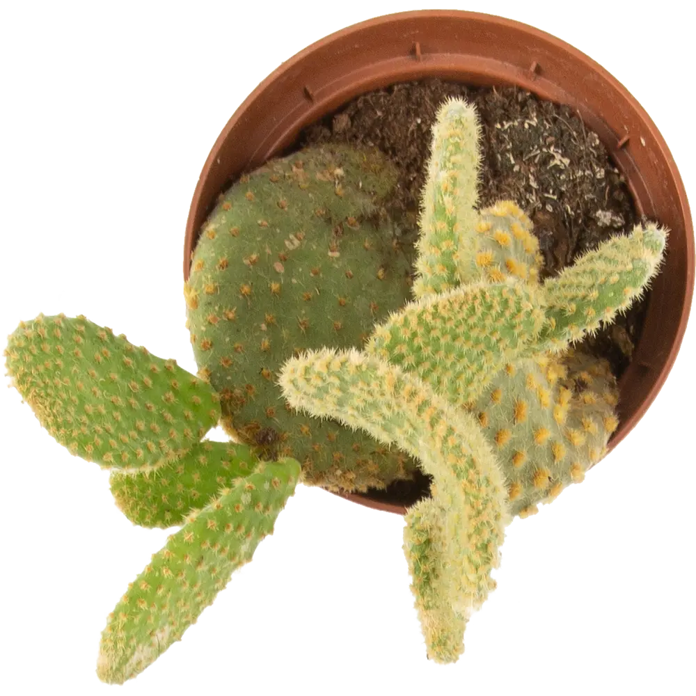 Santreyd Опунция — кактус для современного интерьера 10 см 85062780 STLM-0058114 - Вид №1