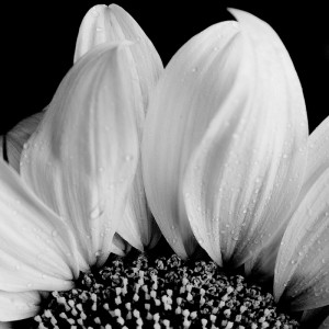 0434/CX38 Картина 0434 Adriani e Rossi