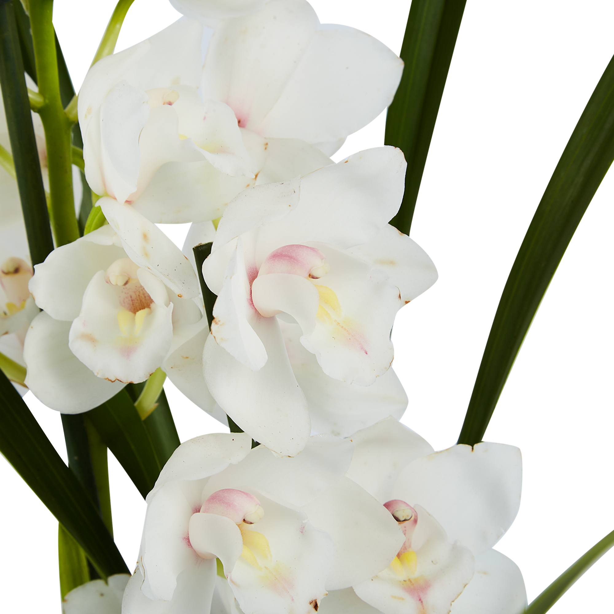 Орхидея Цимбидиум микс Santreyd - изящное цветущее растение для интерьера 86720728 STLM-0070949 - Вид №3