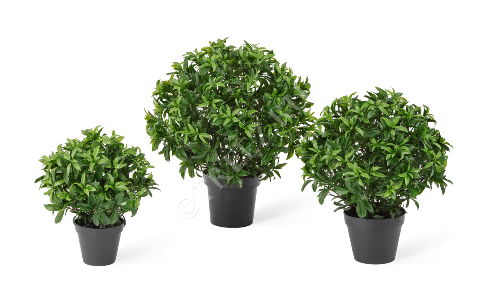 10.021451 Лавр Топиари Шар уличный Цветочная коллекция 