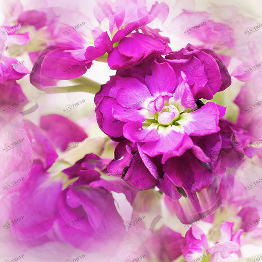 D1-006 Фотообои DIVINO Collection D 2.7х3 м D1006