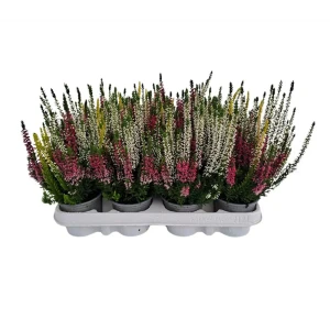 Калунна Бьюти Ледис Трио - многолетний декоративный кустарник 89437937