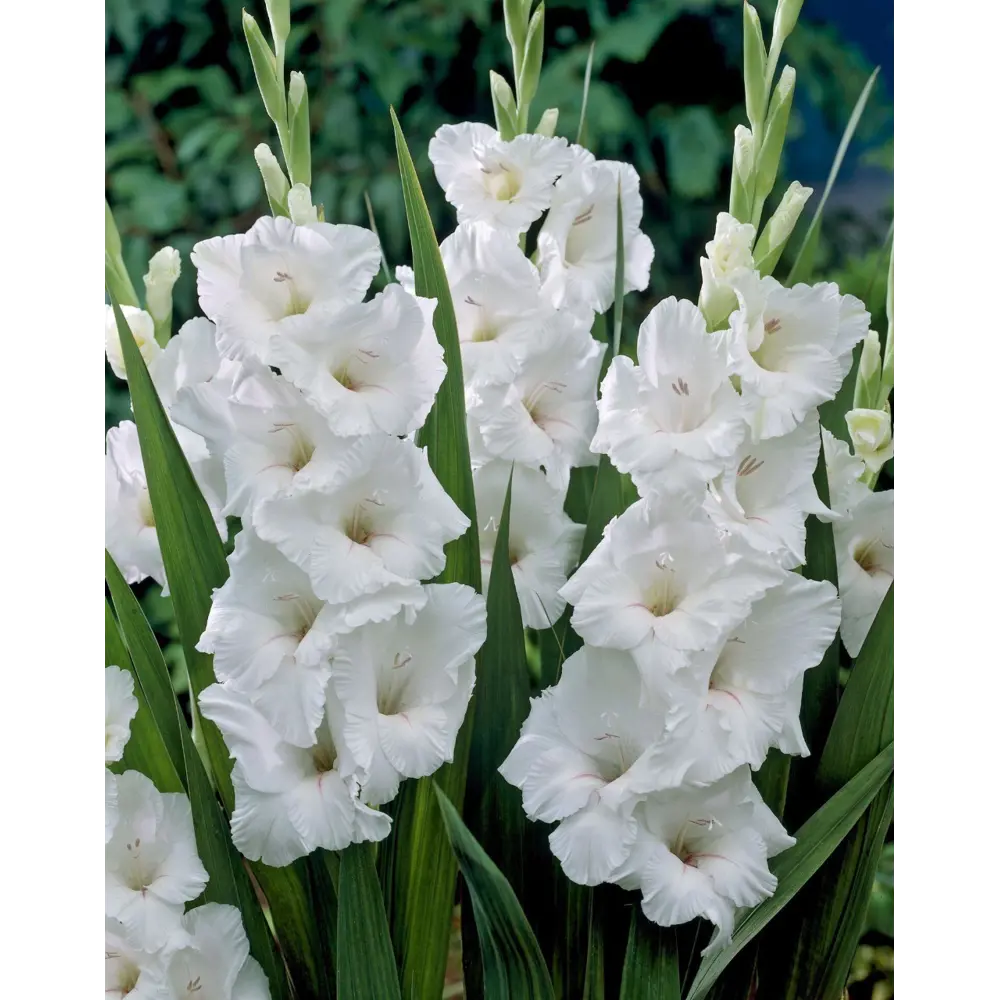 Гладиолус крупноцветковый Блу Берд 2 шт ПОИСК STLM-2117946 - Вид №2