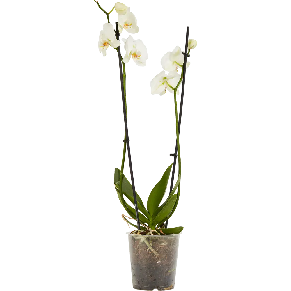Santreyd Орхидея Фаленопсис — изящная бабочка в вашем интерьере 85324972 STLM-0061533