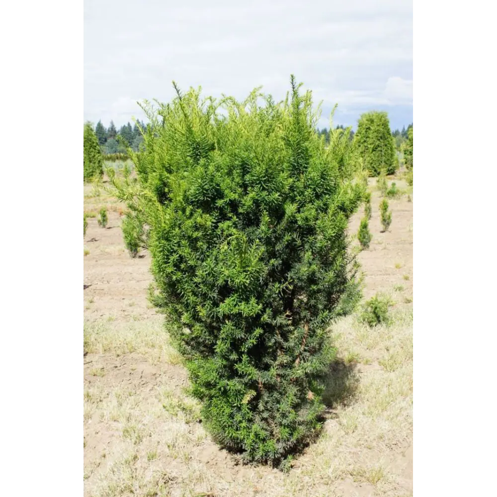 Тис Хикси от Santreyd - вечнозеленый кустарник для ландшафтного дизайна 87718703 STLM-0957467 - Вид №3