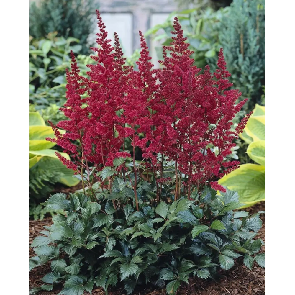 Астильба Бургунди Ред Santreyd - многолетник с винно-красными соцветиями 85324892 STLM-0061498