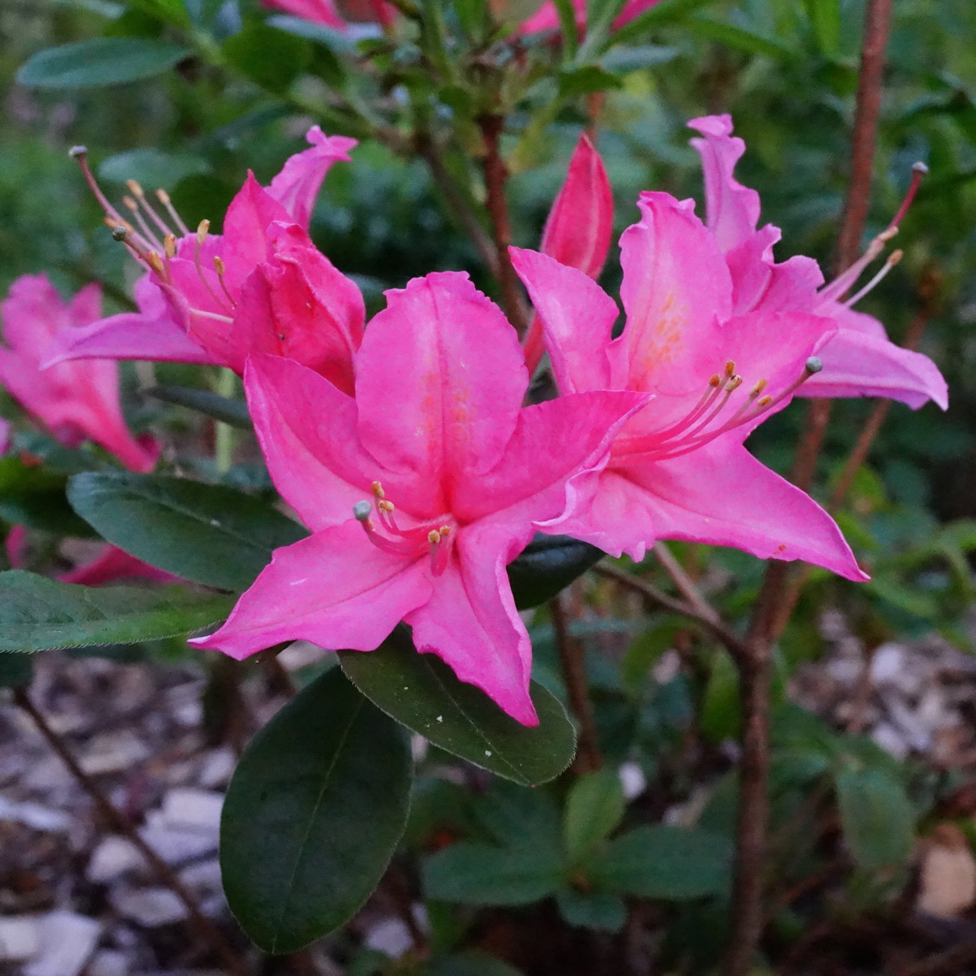 81959177 Рододендрон клейкий «Мадам Жоли» Santreyd 