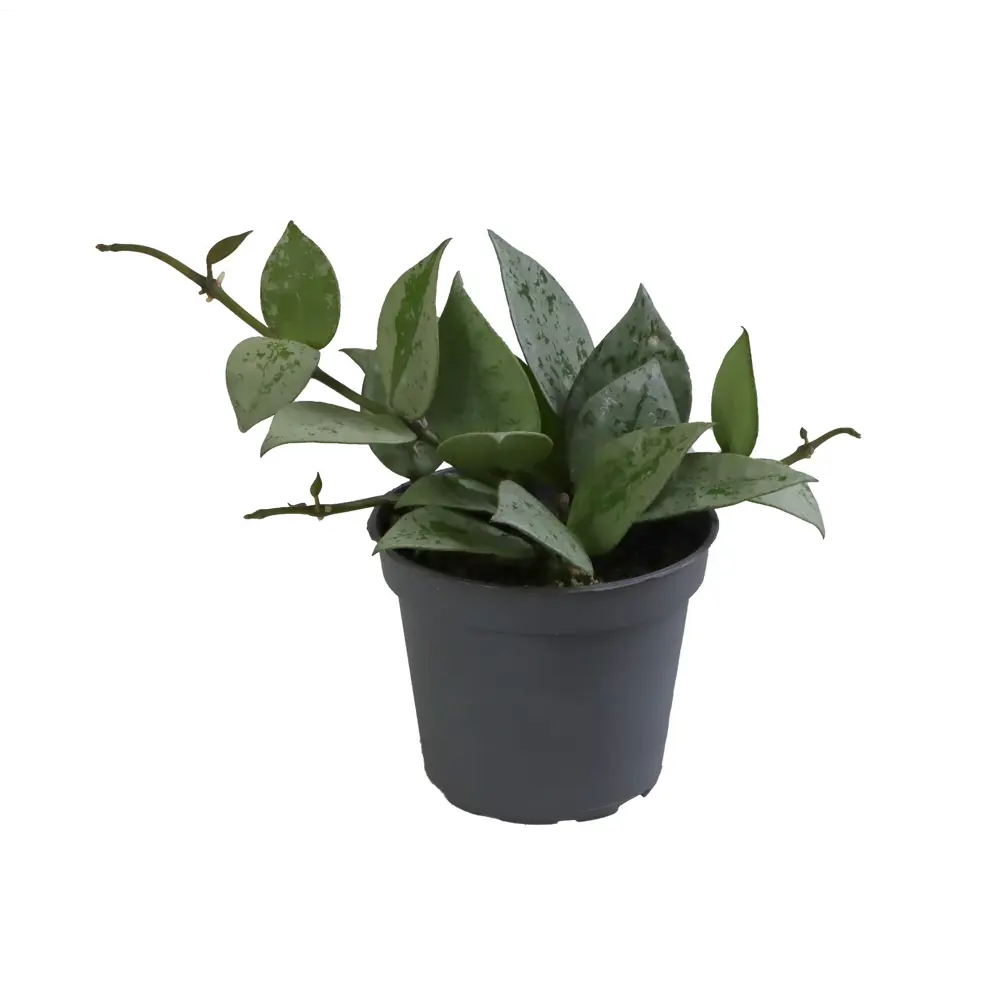 Santreyd Хойя Крохниана Эскимо — серебристая красота с ароматными цветами 89375046 STLM-0951965