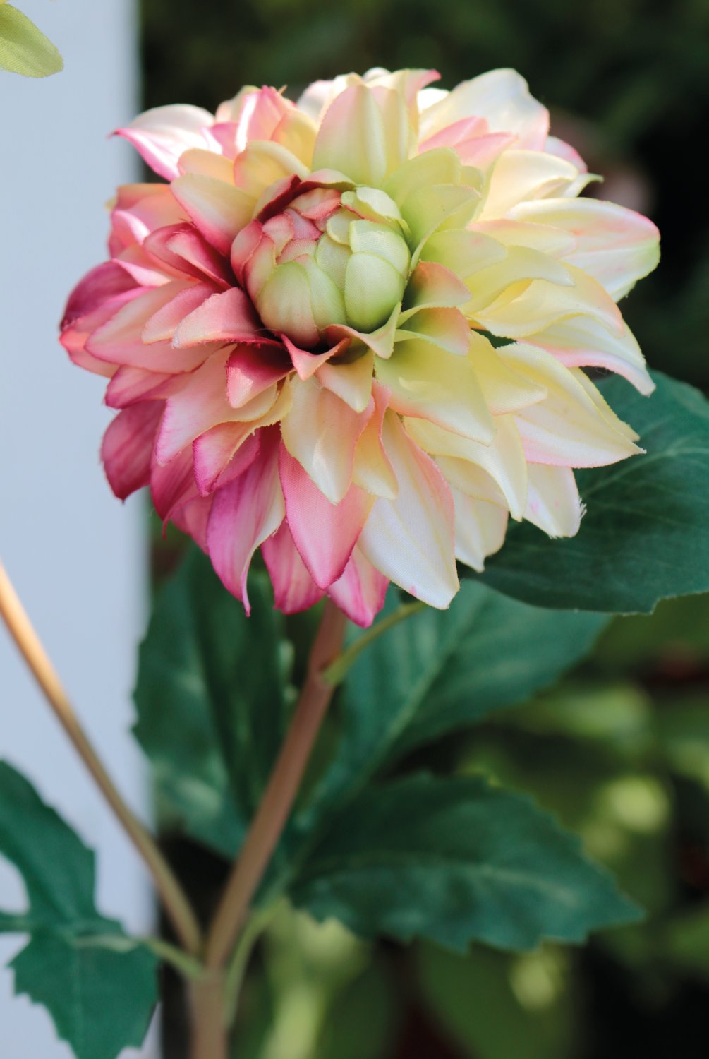 2451 350 a3 Пластиковый георгин, 56 см, желто-розовый H-andreas  - Вид №1