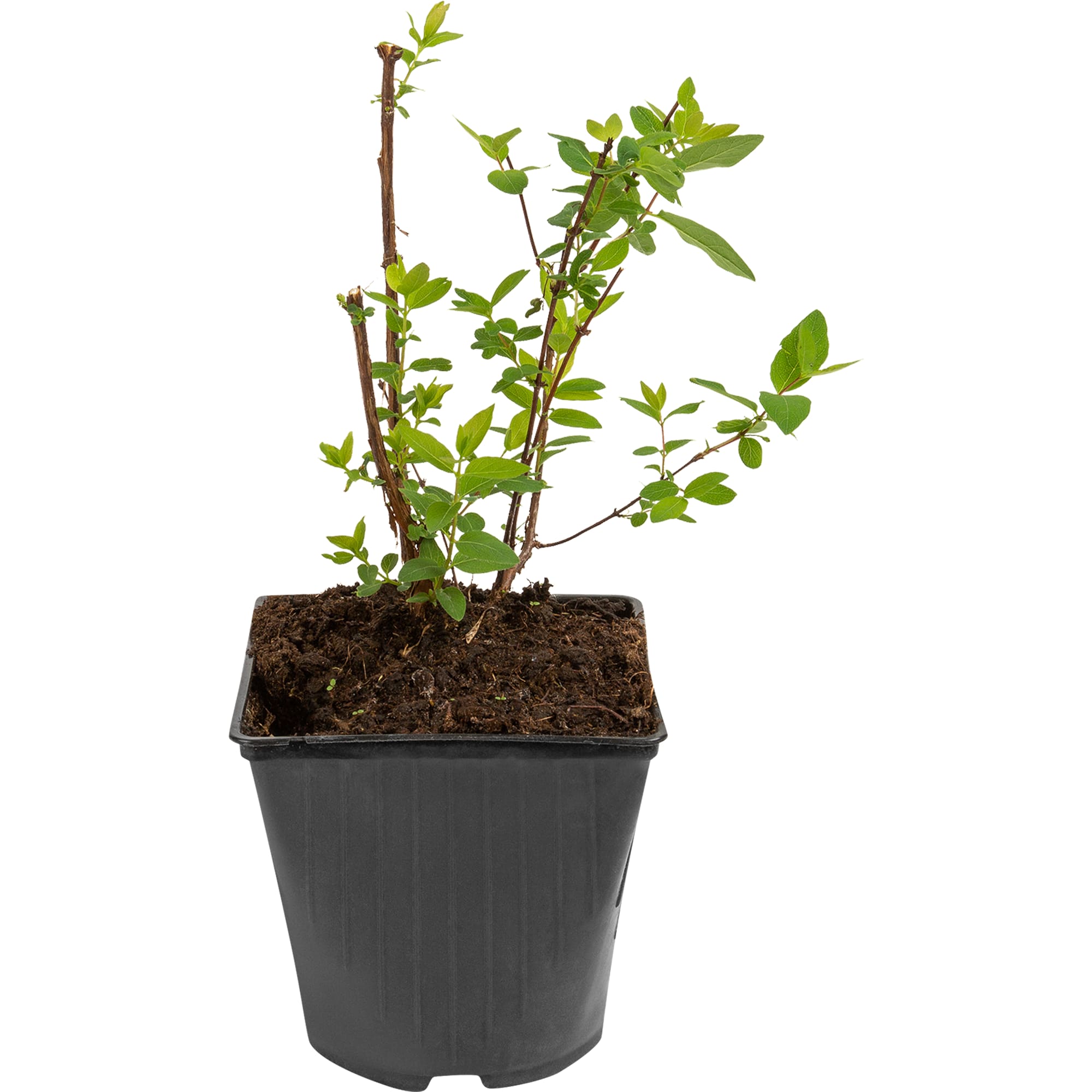 82597080 Жимолость плодовая «Мальвина» C3 высота 50 см Santreyd  - Вид №2
