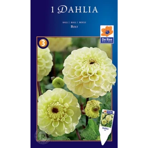 Георгина шаровидная Болт луковица I 83783705 STLM-2120884