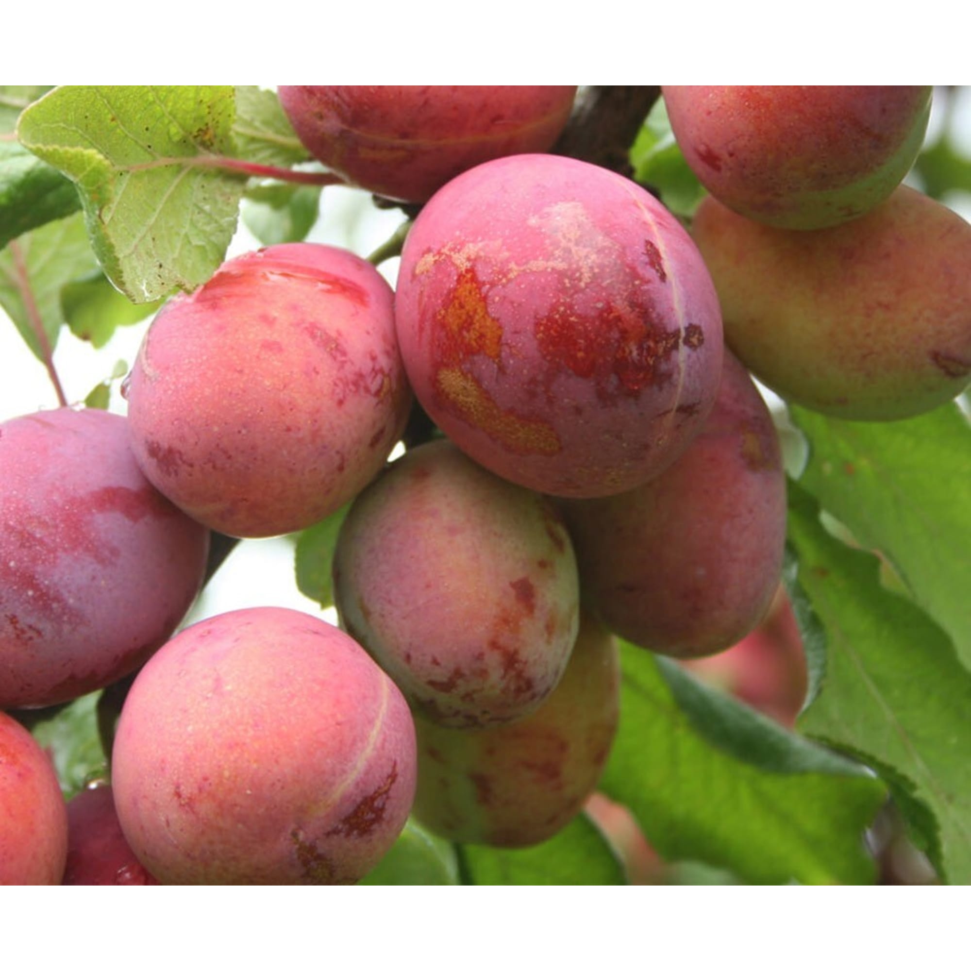 82597132 Слива «Память Тимирязева» C4 высота 140 см Santreyd  - Вид №3