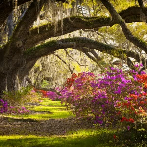 D2-065 Фотообои DIVINO Collection D 2.7х м