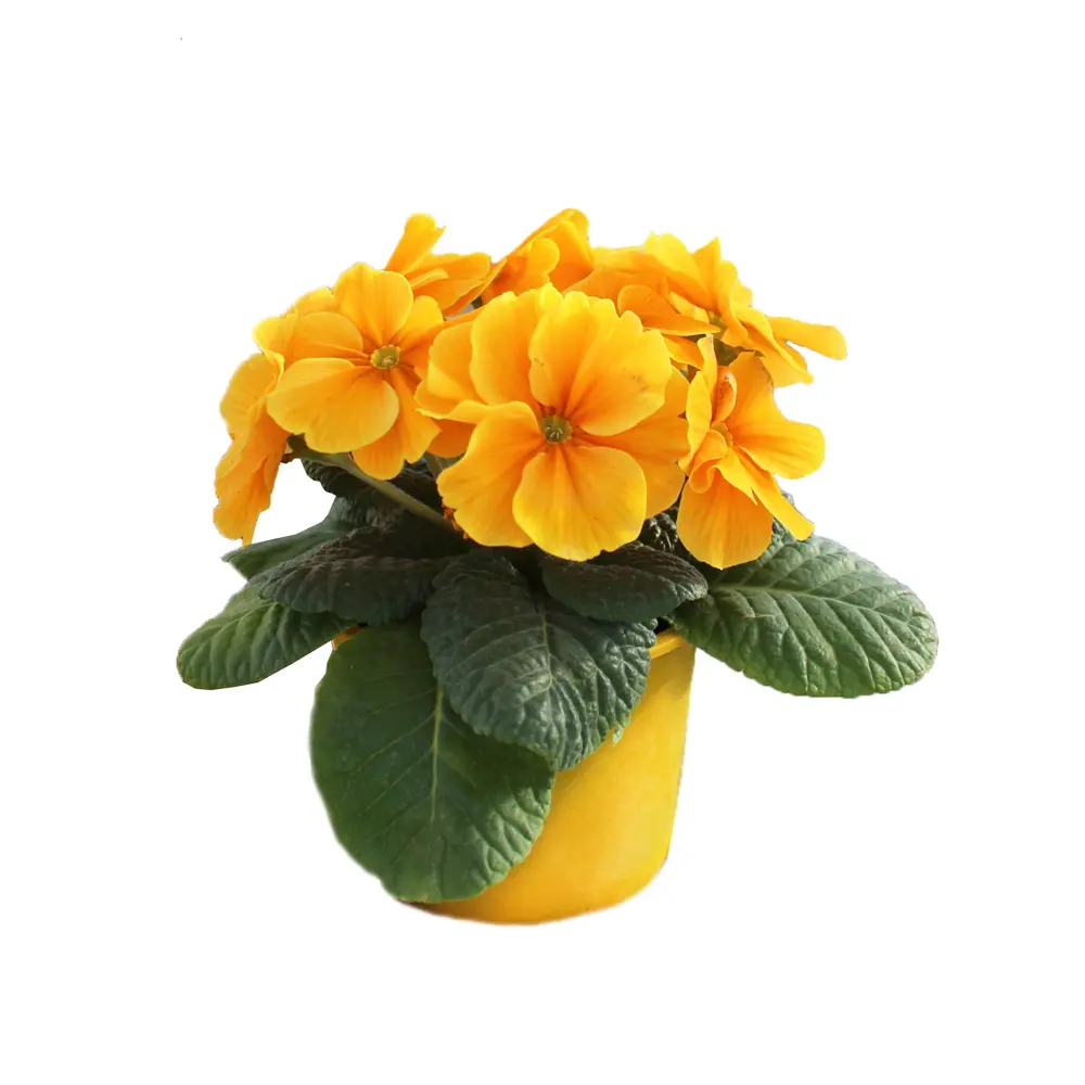 Примула ø10 h15 см 89455300 STLM-2109054 Santreyd 