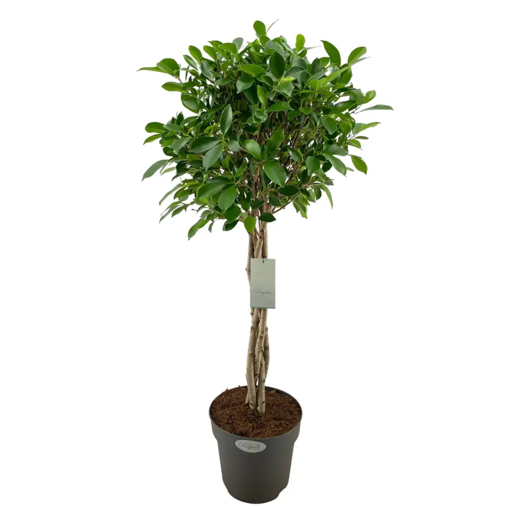 Фикус Нитида комнатный в горшке ø24 см, высота 100 см 89336268 Santreyd STLM-0953345