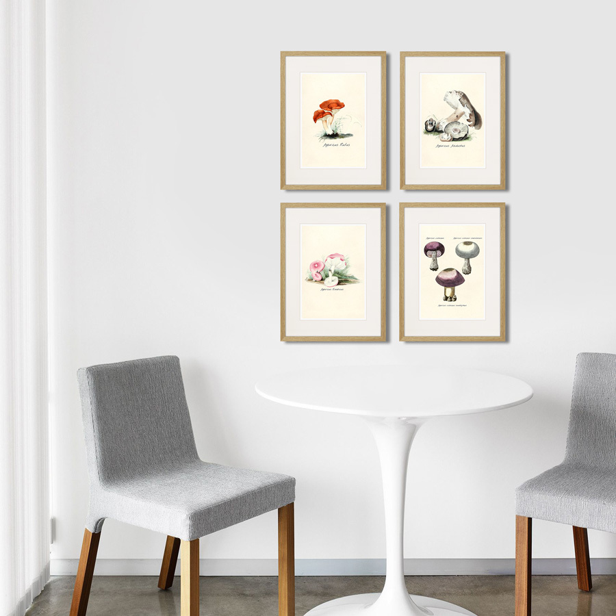 Литография на тонированной бумаге 42х32 см Botany illustration №6, 1836г. КАРТИНЫ В КВАРТИРУ  264506 Белый;коричневый;разноцветный  - Вид №2