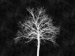 Обои с цифровой печатью