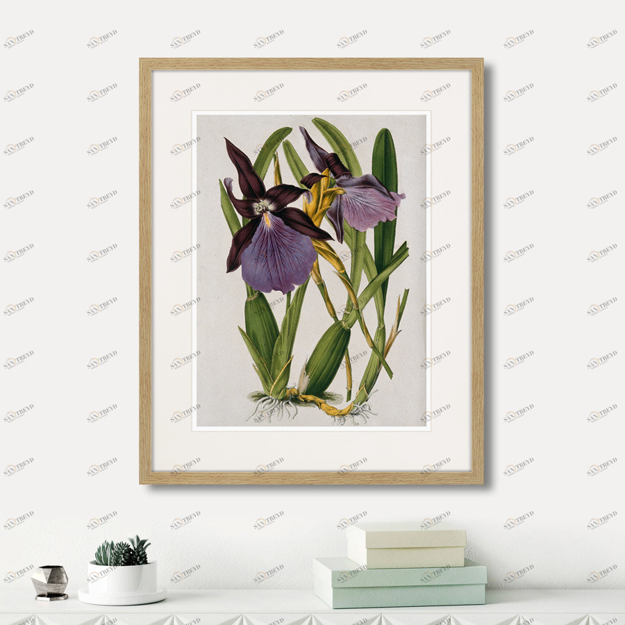 Картина в раме 52х42 см Exotic plants of the world №10, 1815г. КАРТИНЫ В КВАРТИРУ  264356 Зеленый;фиолетовый;разноцветный 