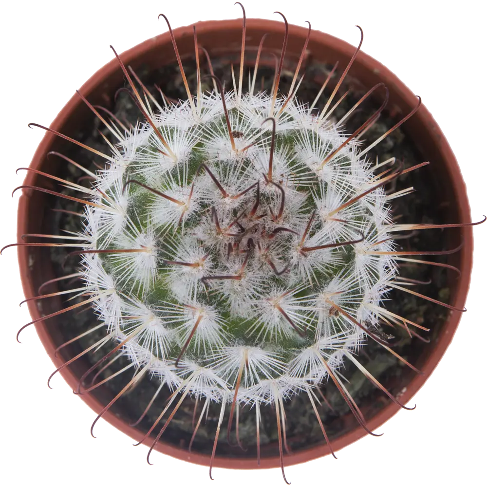 Кактус микс ø5.5 h5 см 89434463 STLM-2018886 Santreyd  - Вид №4