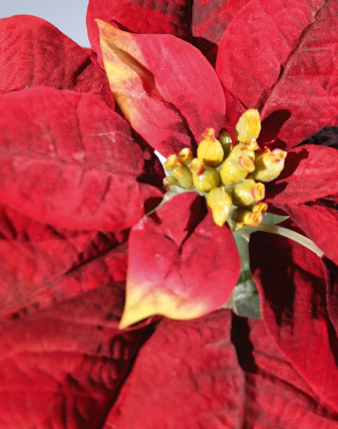 1893 444 a3 Искусственная пуансеттия, 75 см, красная H-andreas  - Вид №3