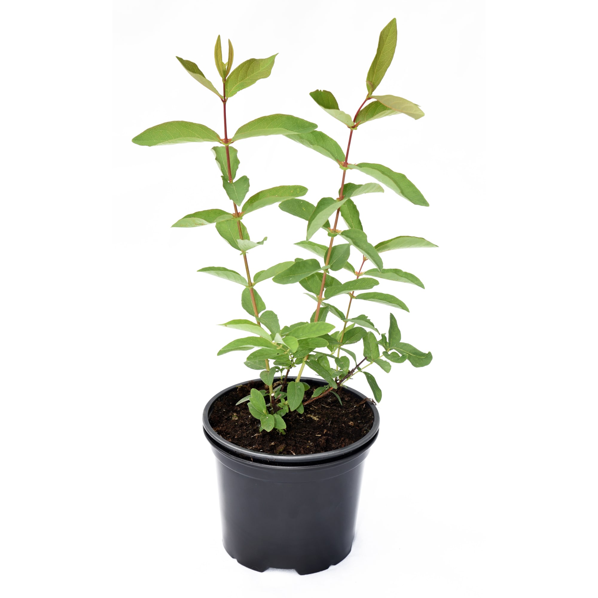 85325434 Жимолость приморская Серотина ø17 h30 см Santreyd 