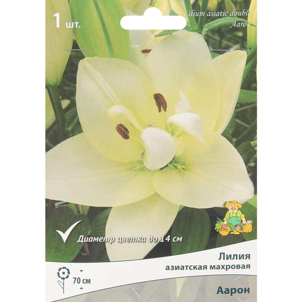 Лилия азиатская махровая Аарон 85205794 STLM-2110849 ПОИСК 