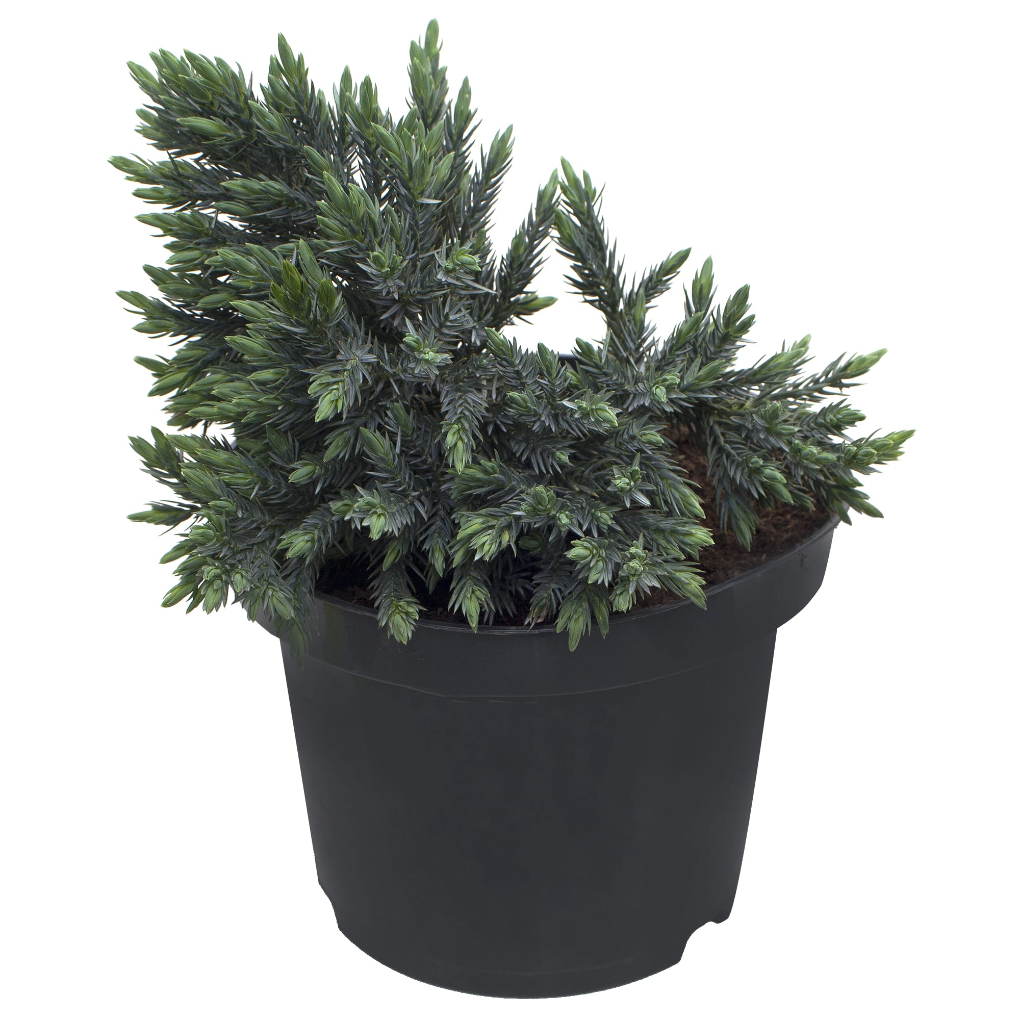 18383020 Можжевельник чешуйчатый «Блю Стар», 17х10-15 см Santreyd  - Вид №1