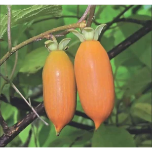 Саженец Актинидии Аргута Santreyd - экзотическая лиана киви для вашего сада 16572302