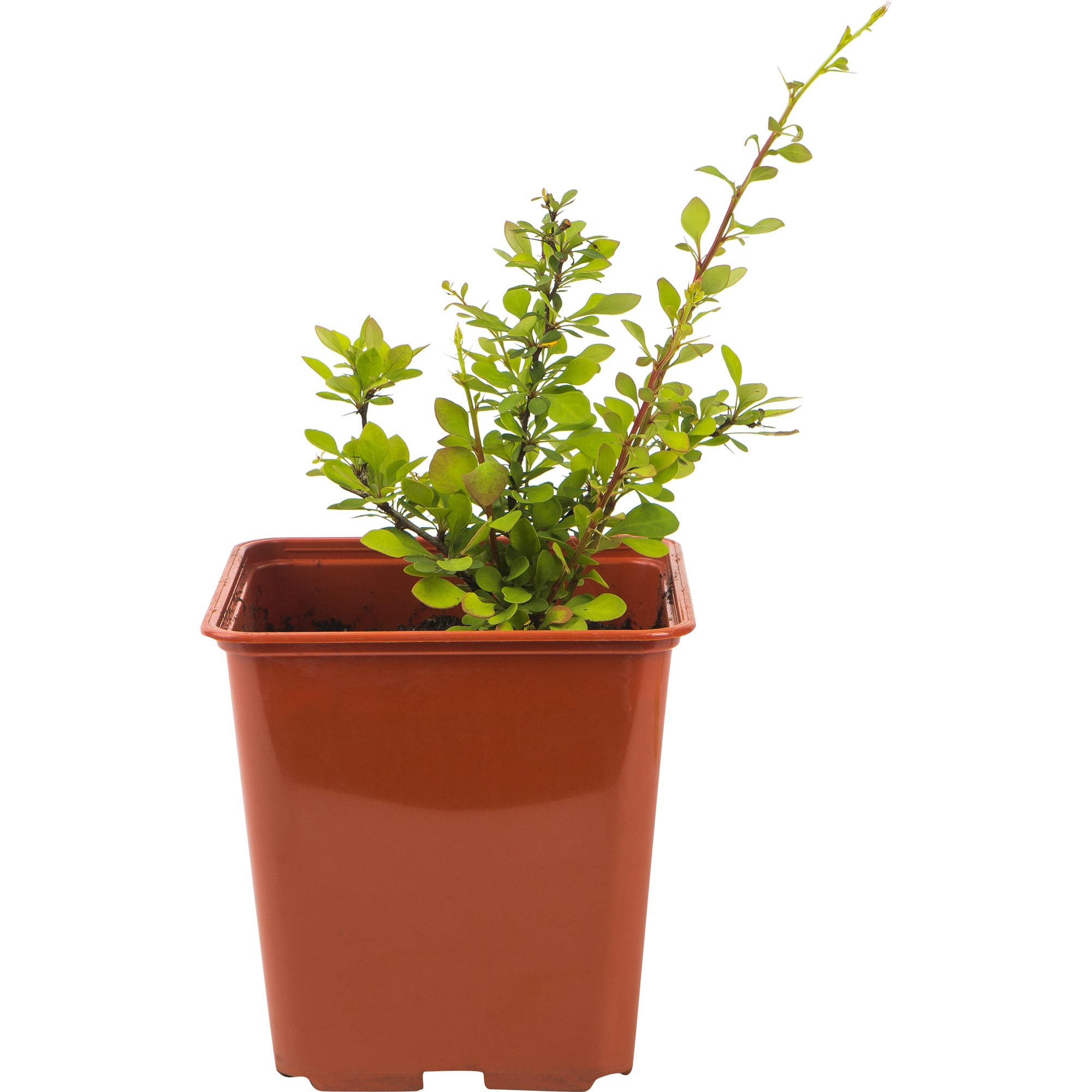 82560413 Барбарис микс C2 Santreyd 